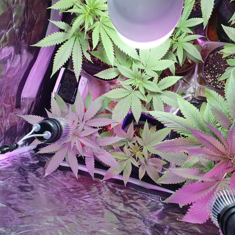 Fênix  growlog timeline photo