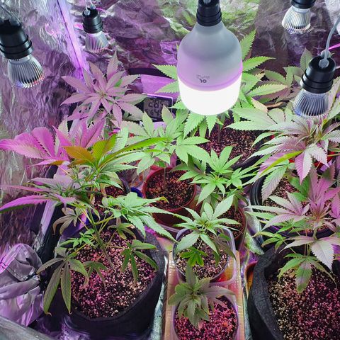 Fênix  growlog timeline photo