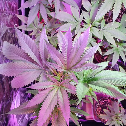 Fênix  growlog timeline photo