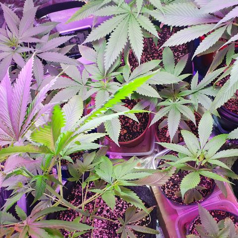 Fênix  growlog timeline photo