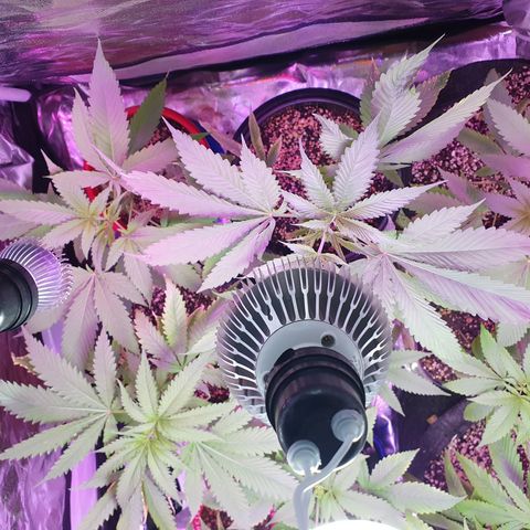 Fênix  growlog timeline photo