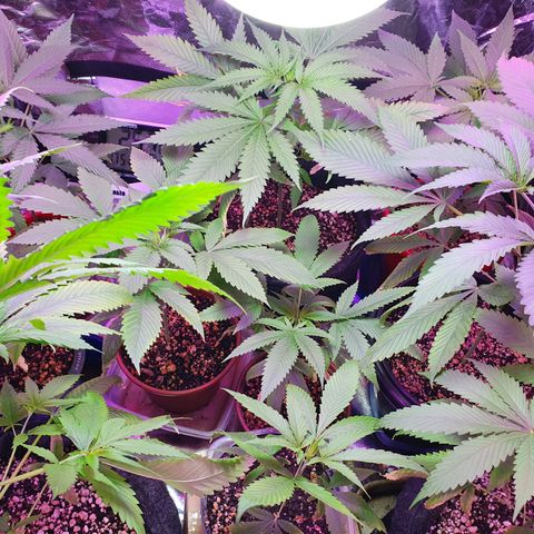 Fênix  growlog timeline photo