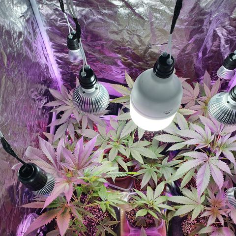 Fênix  growlog timeline photo