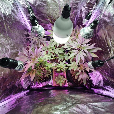 Fênix  growlog timeline photo