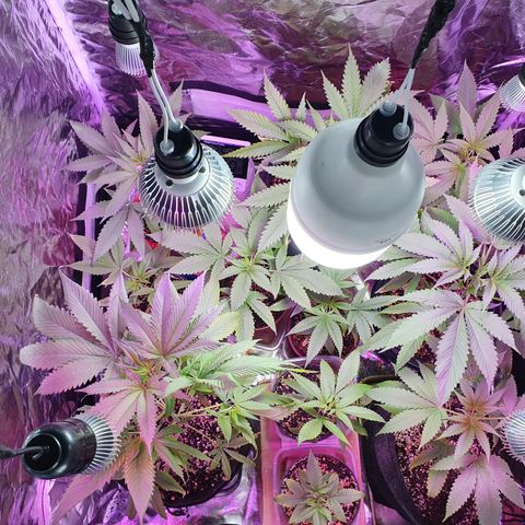 Fênix  growlog timeline photo