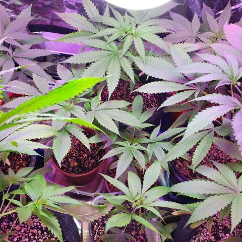 Fênix  growlog timeline photo
