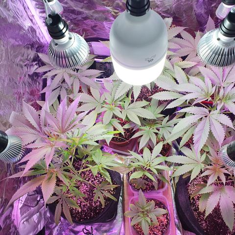 Fênix  growlog timeline photo