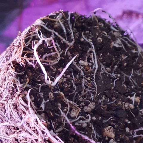 Fênix  growlog timeline photo