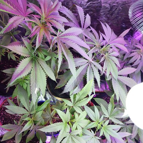 Fênix  growlog timeline photo