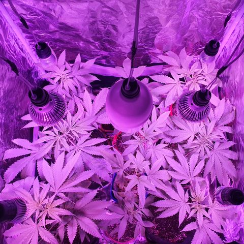 Fênix  growlog timeline photo