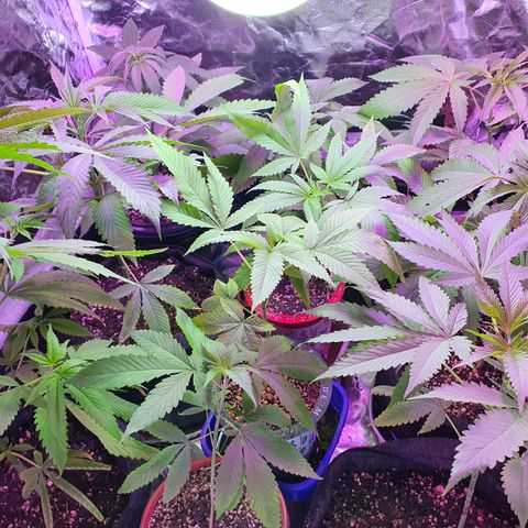 Fênix  growlog timeline photo