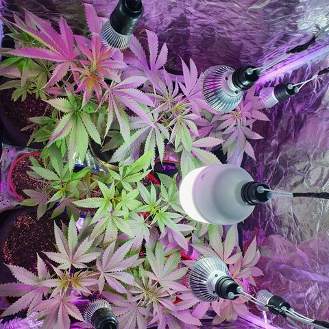 Fênix  growlog timeline photo