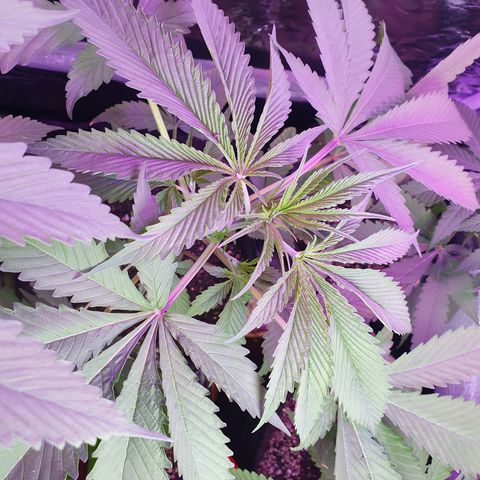 Fênix  growlog timeline photo