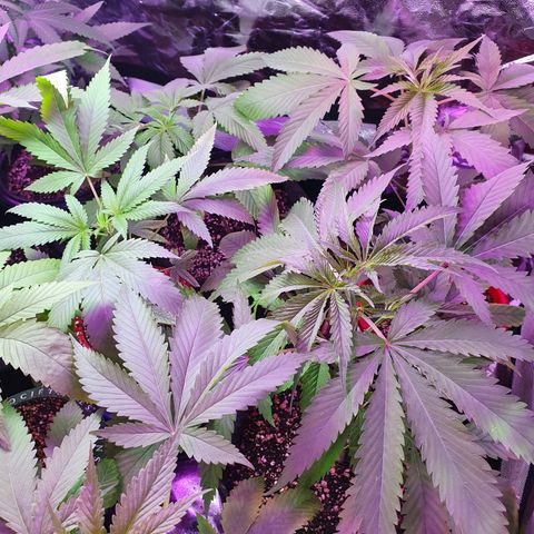 Fênix  growlog timeline photo