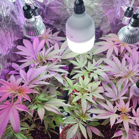 Fênix  growlog timeline photo