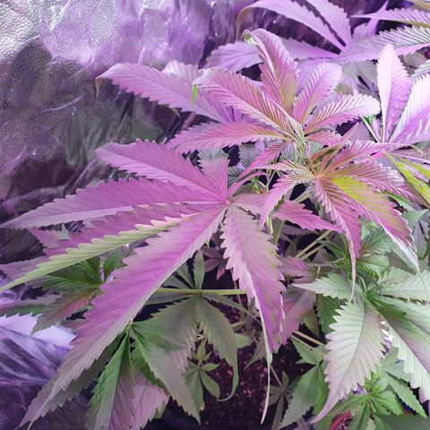 Fênix  growlog timeline photo