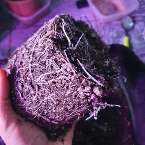 Fênix  growlog timeline photo