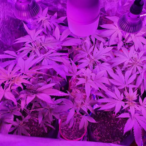Fênix  growlog timeline photo