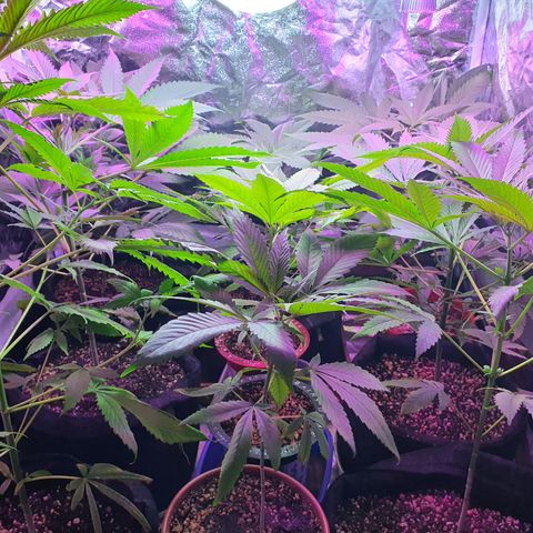 Fênix  growlog timeline photo
