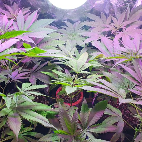 Fênix  growlog timeline photo