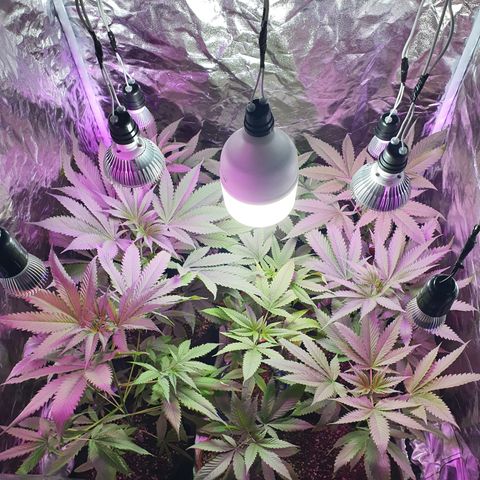 Fênix  growlog timeline photo