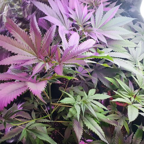 Fênix  growlog timeline photo