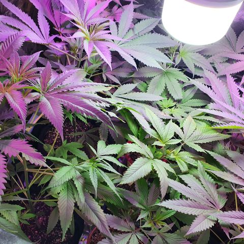 Fênix  growlog timeline photo