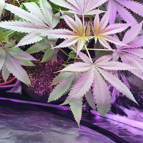 Fênix  growlog timeline photo