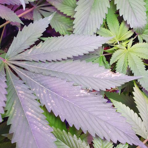 Fênix  growlog timeline photo
