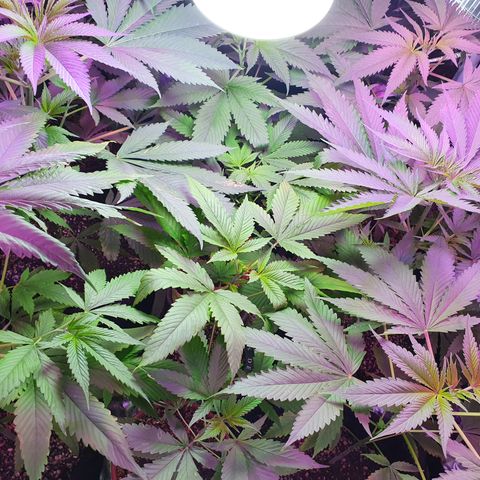 Fênix  growlog timeline photo