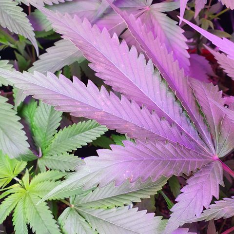 Fênix  growlog timeline photo