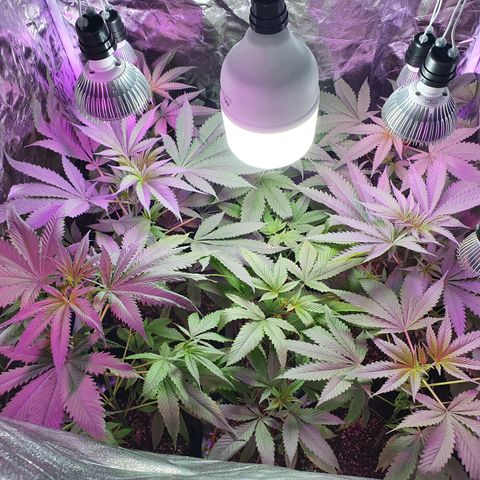 Fênix  growlog timeline photo