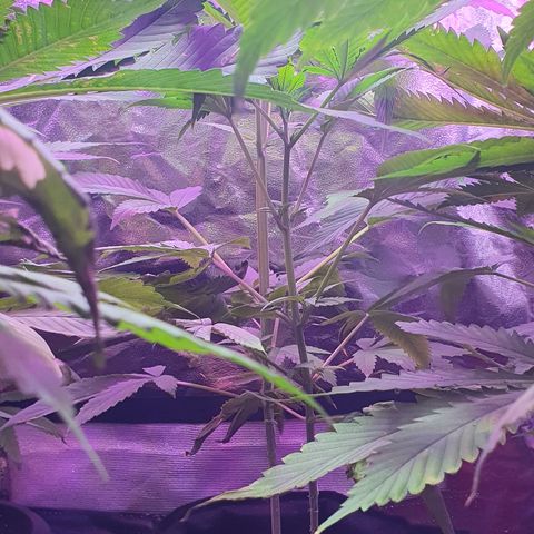 Fênix  growlog timeline photo