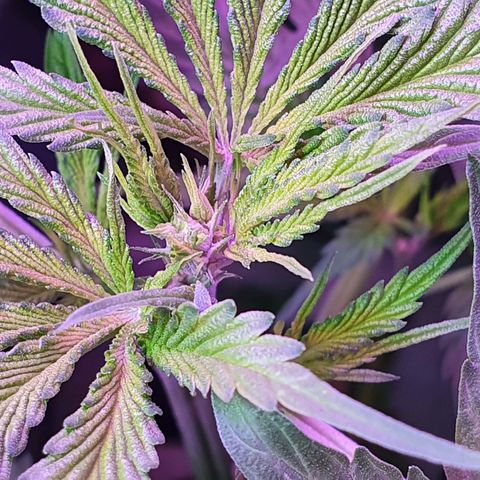 Fênix  growlog timeline photo
