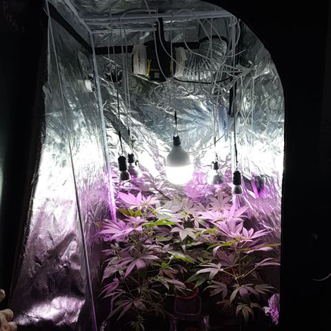 Fênix  growlog timeline photo