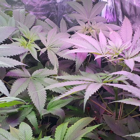 Fênix  growlog timeline photo