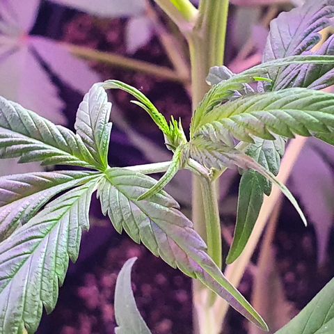 Fênix  growlog timeline photo