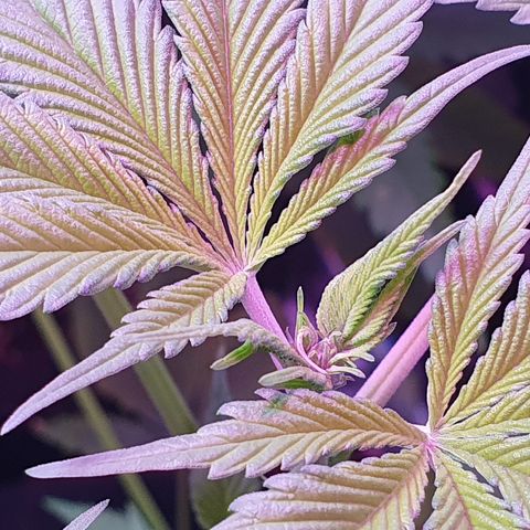 Fênix  growlog timeline photo