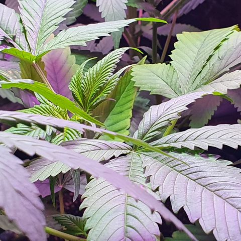 Fênix  growlog timeline photo