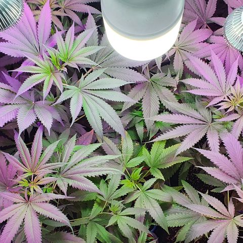 Fênix  growlog timeline photo