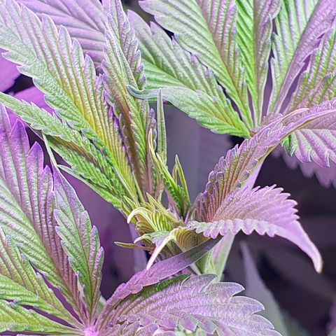 Fênix  growlog timeline photo
