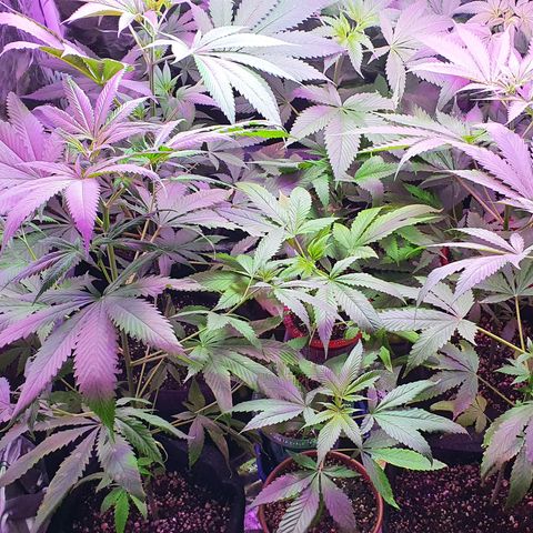 Fênix  growlog timeline photo