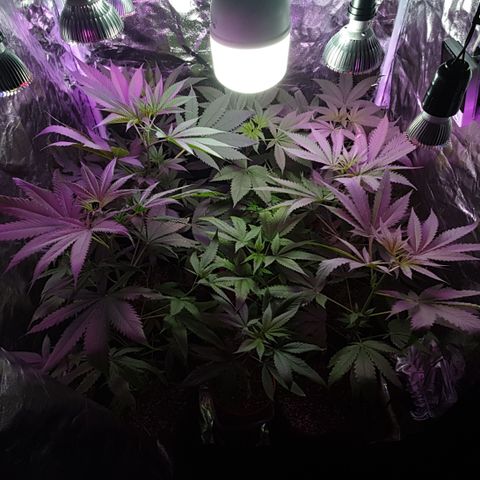 Fênix  growlog timeline photo