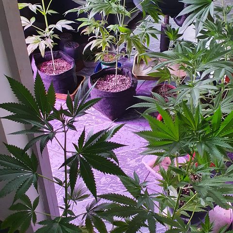Fênix  growlog timeline photo