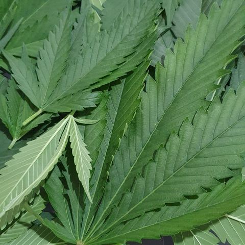 Fênix  growlog timeline photo