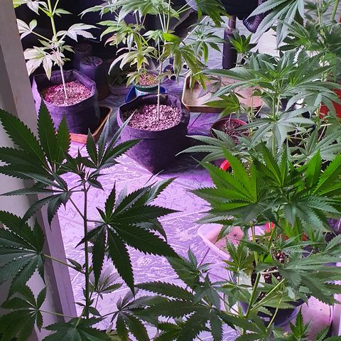 Fênix  growlog timeline photo