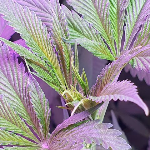Fênix  growlog timeline photo