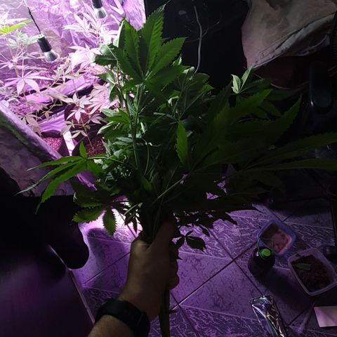 Fênix  growlog timeline photo