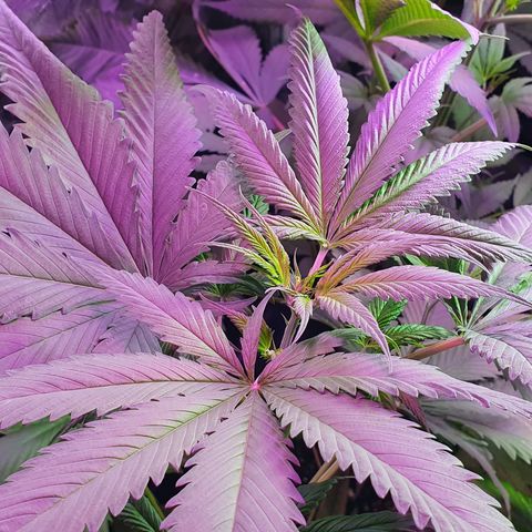 Fênix  growlog timeline photo