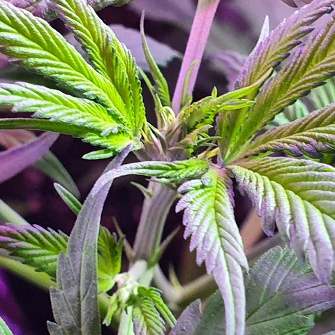 Fênix  growlog timeline photo